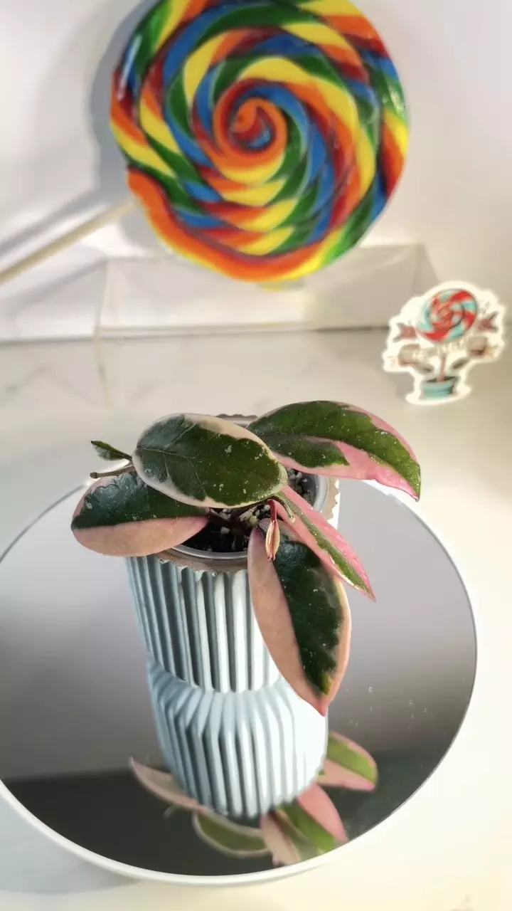 plant/Hoya Flamingo Dreams 🦩-0