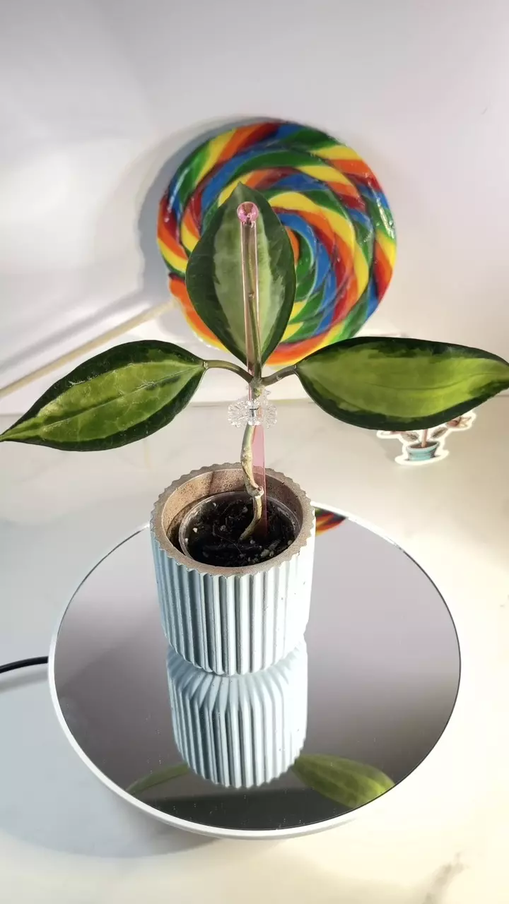 plant/Hoya Latifolia Pot of Gold-0