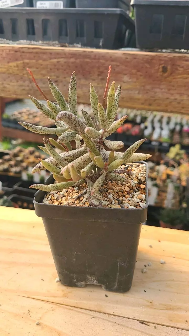 plant/Adromischus filicaulis 3.5" pot-1