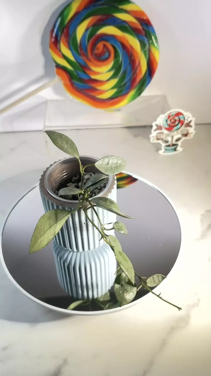 plant/Hoya Lacunosa silver mint coin-0