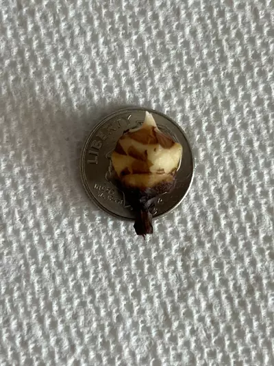 plant/Albo Pink Longiloba Sp Narrow-1-thumbnail