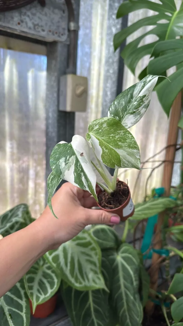 plant/337 Monstera Borsigiana Albo-0