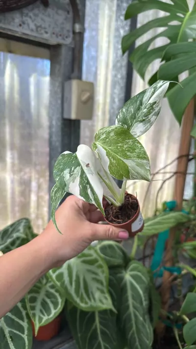 plant/337 Monstera Borsigiana Albo-0-thumbnail