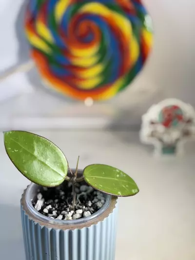 plant/Hoya EPC 301 Black Leaf-1-thumbnail