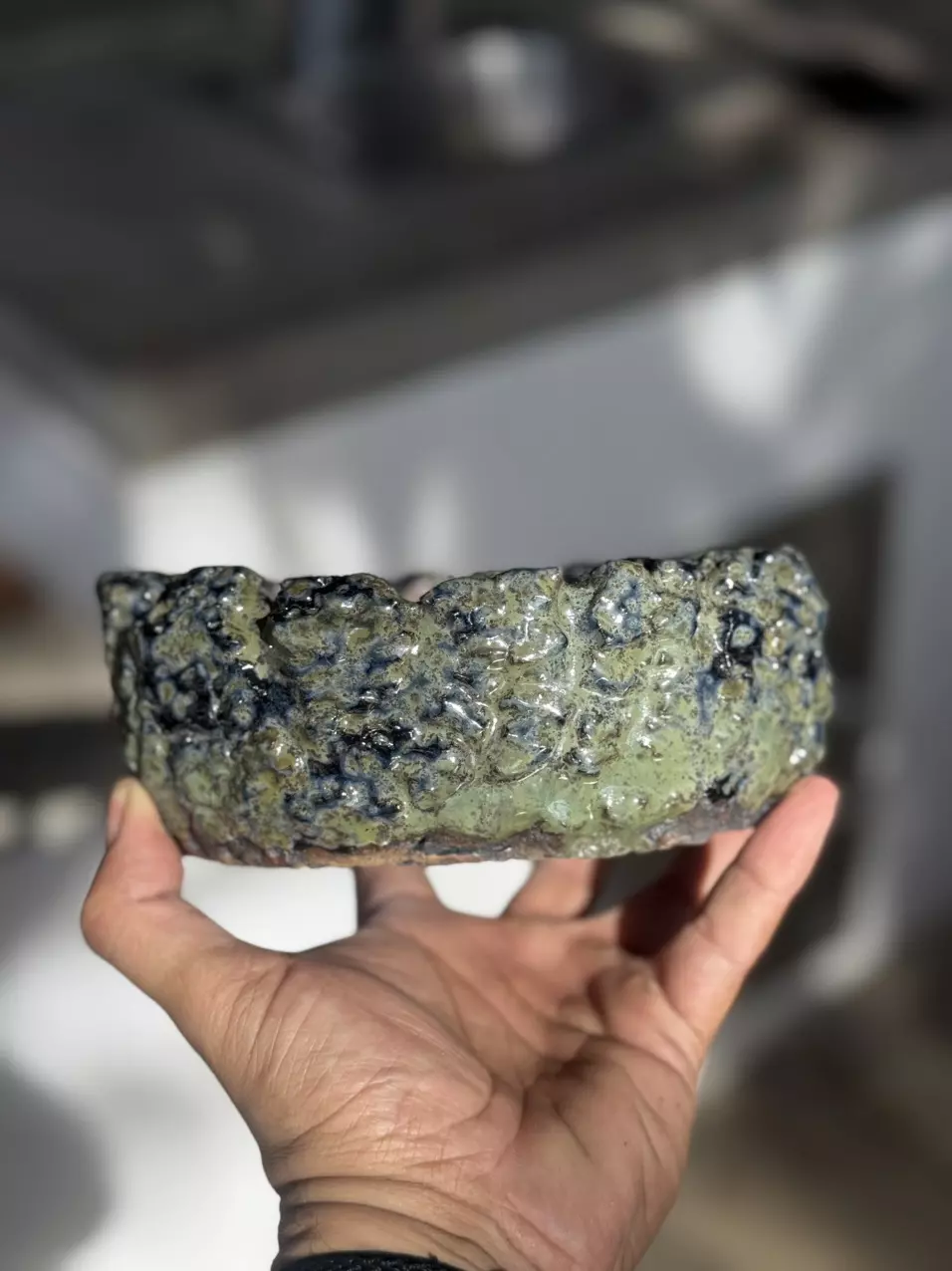 plant/Blackhole bonsai 6.5x5.5x2.5H-0