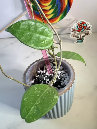 plant/Hoya AH 777-1-thumbnail