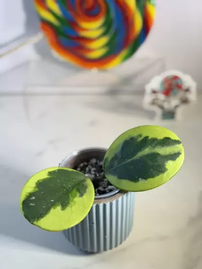 plant/Hoya Obovata outer variegated-2-thumbnail