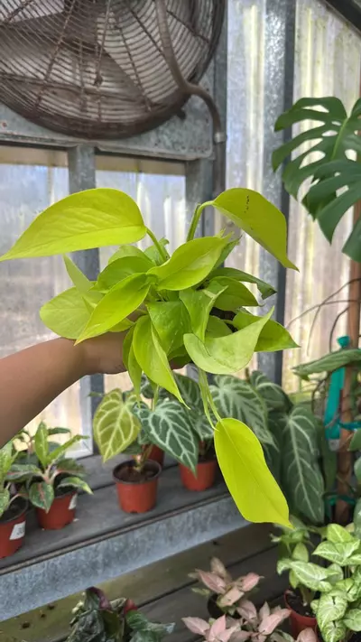 plant/331 Pothos Neon-0-thumbnail
