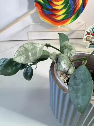 plant/Hoya Lacunosa silver mint coin-3-thumbnail