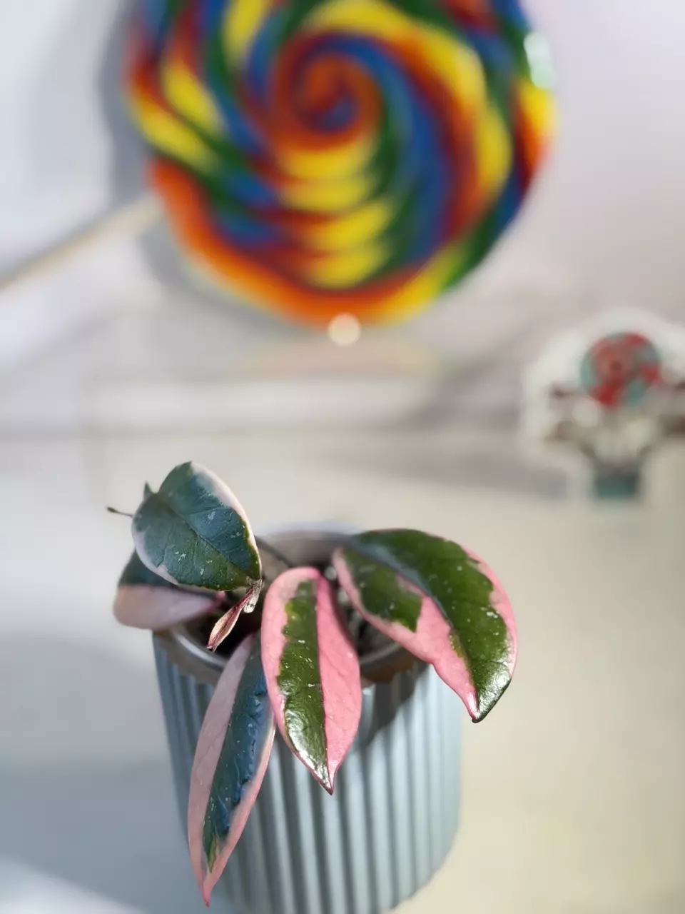 plant/Hoya Flamingo Dreams 🦩-2