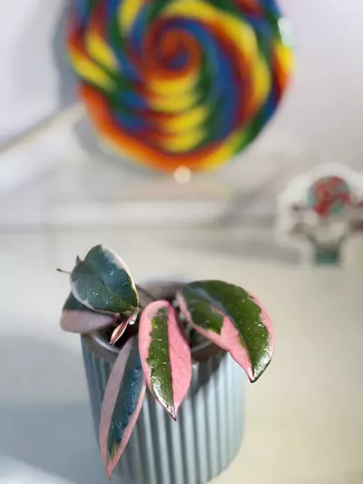 plant/Hoya Flamingo Dreams 🦩-2-thumbnail