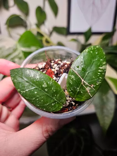 plant/Hoya aceh dwarf-0-thumbnail