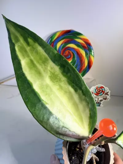 plant/Hoya Latifolia Pot of Gold-1-thumbnail