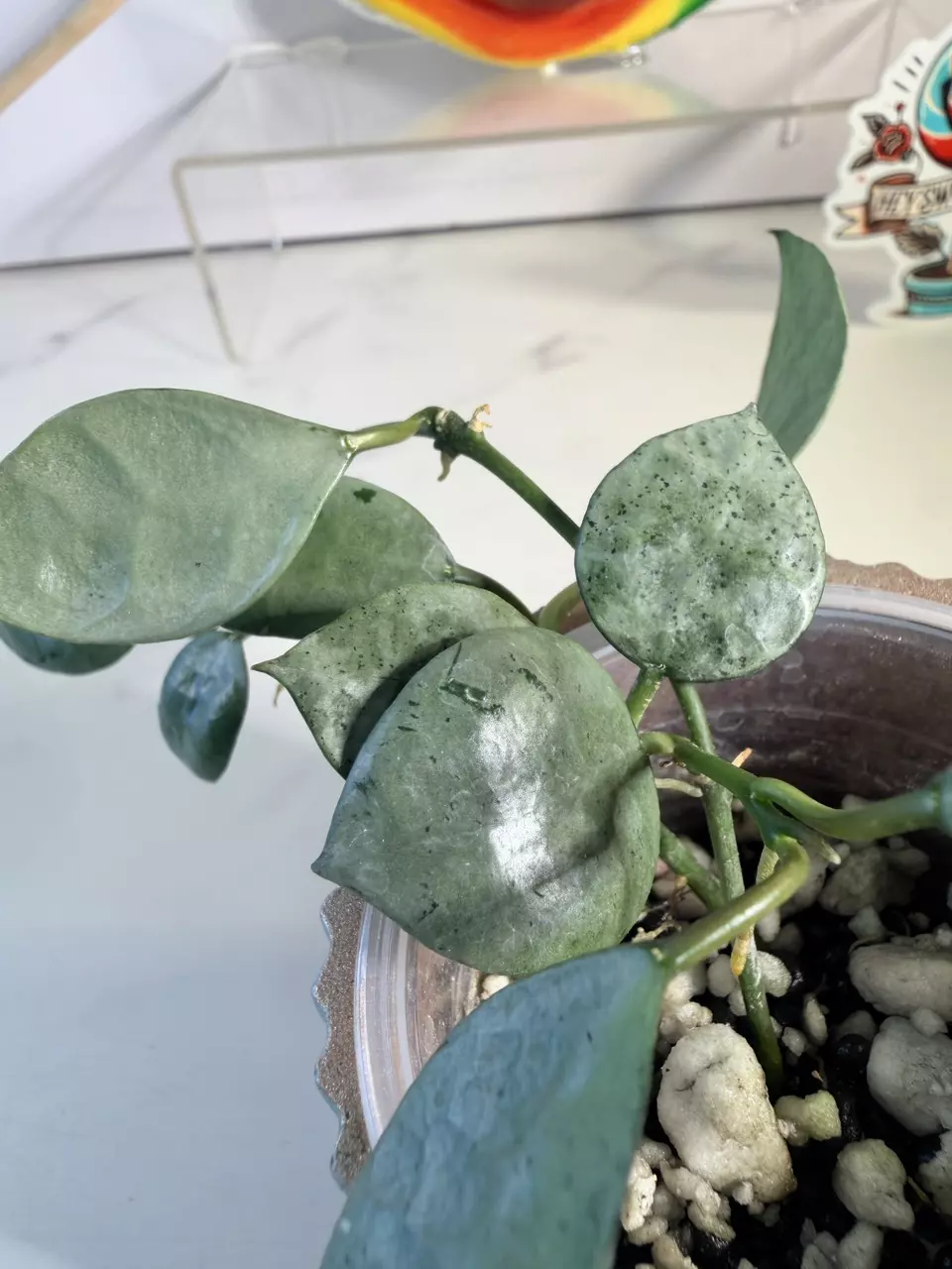 plant/Hoya Lacunosa silver mint coin-1