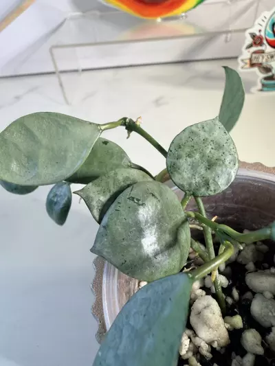 plant/Hoya Lacunosa silver mint coin-1-thumbnail