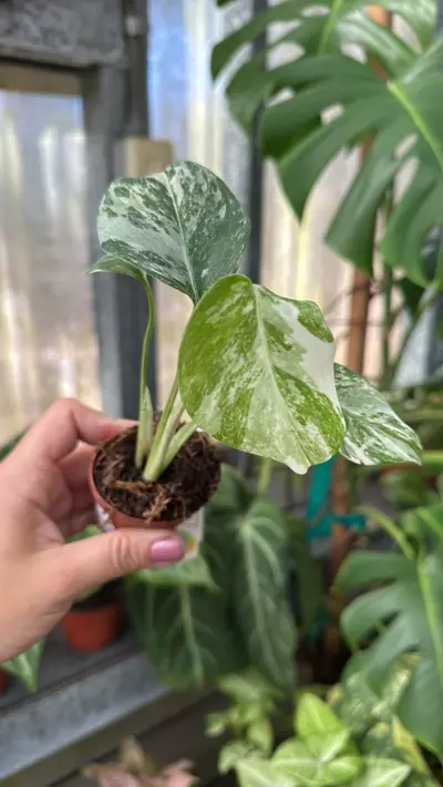 plant/336 Monstera Borsigiana Albo-0-thumbnail