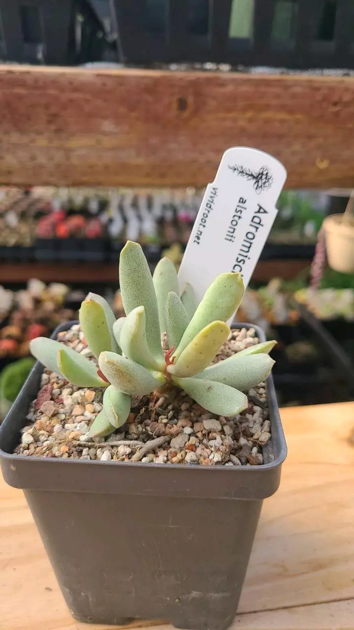 plant/Adromischus alstonii 3.5" pot-0
