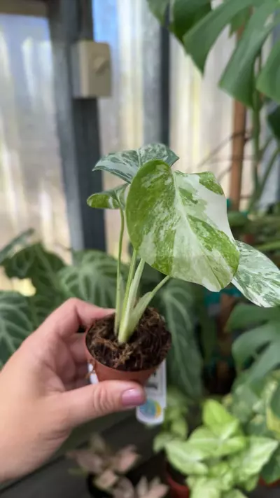 plant/336 Monstera Borsigiana Albo-1-thumbnail