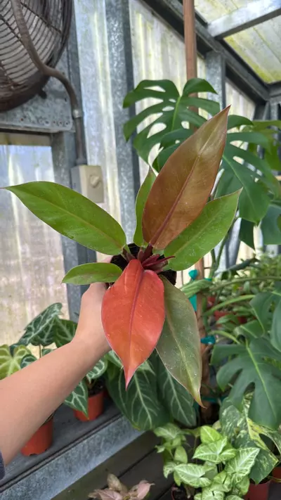 plant/329 Philodendron Prince of Orange-0-thumbnail