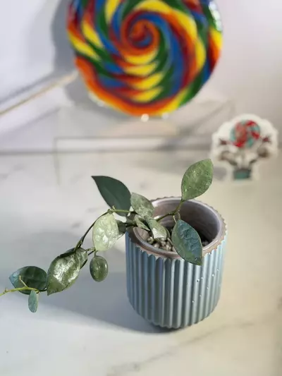 plant/Hoya Lacunosa silver mint coin-2-thumbnail