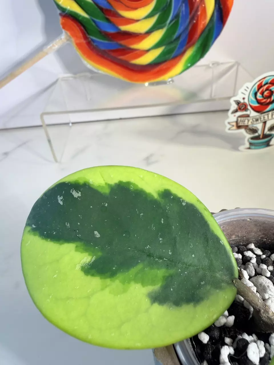 plant/Hoya Obovata outer variegated-1