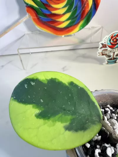 plant/Hoya Obovata outer variegated-1-thumbnail