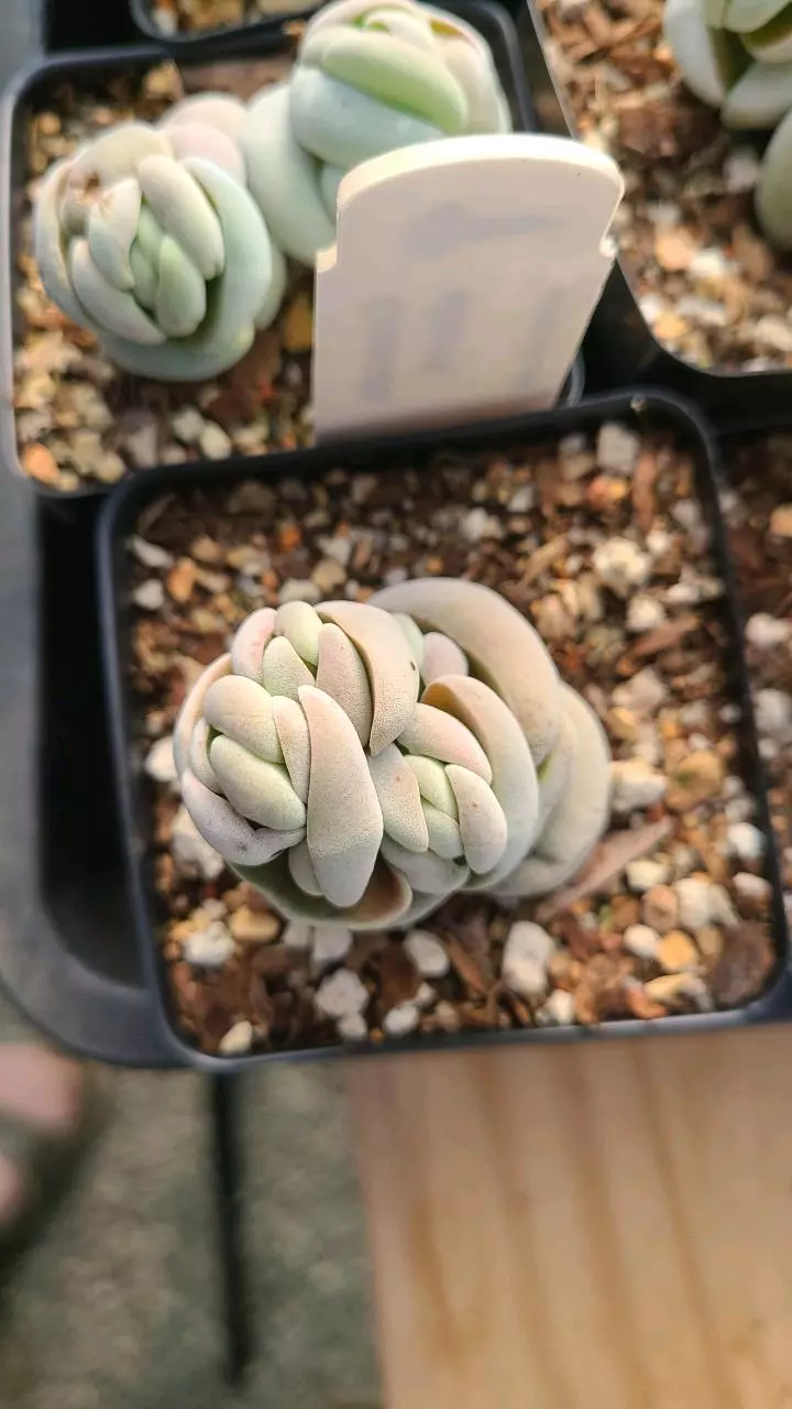 plant/Crassula alstonii 2.5" pot-0