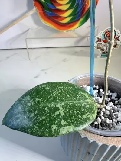 plant/Hoya Verticillata sp. Nganjuk-2-thumbnail