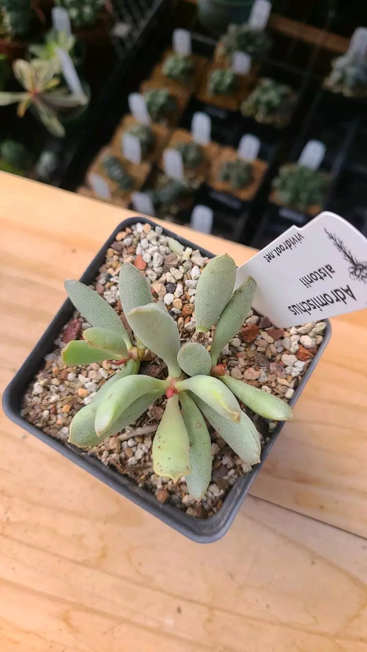plant/Adromischus alstonii 3.5" pot-1
