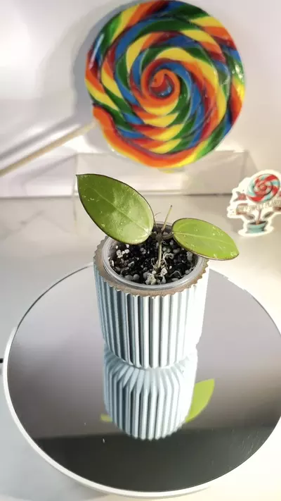 plant/Hoya EPC 301 Black Leaf-0-thumbnail