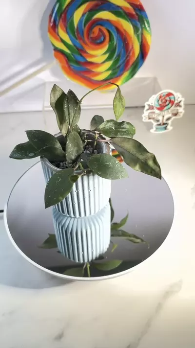 plant/Hoya UT 152-0-thumbnail