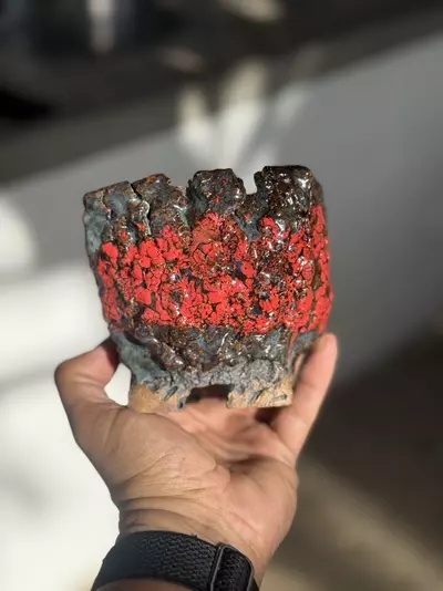 plant/Bloody lichen square footed 4.5x4.25H-0-thumbnail