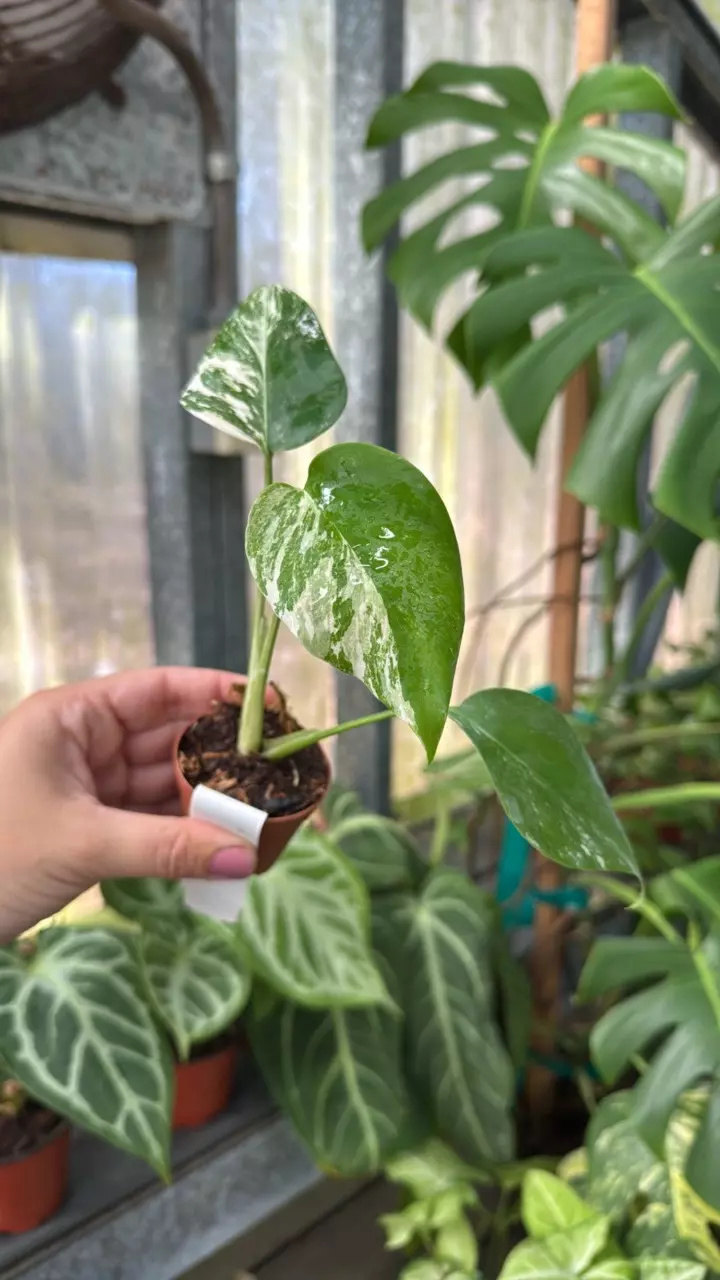 plant/335 Monstera Borsigiana Albo-0