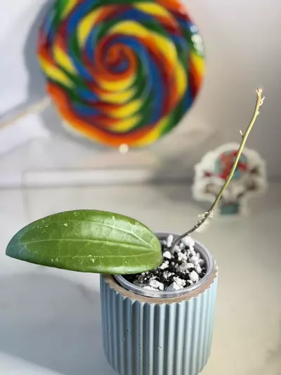 plant/Hoya Candi Crush (RHM 2053)-1-thumbnail