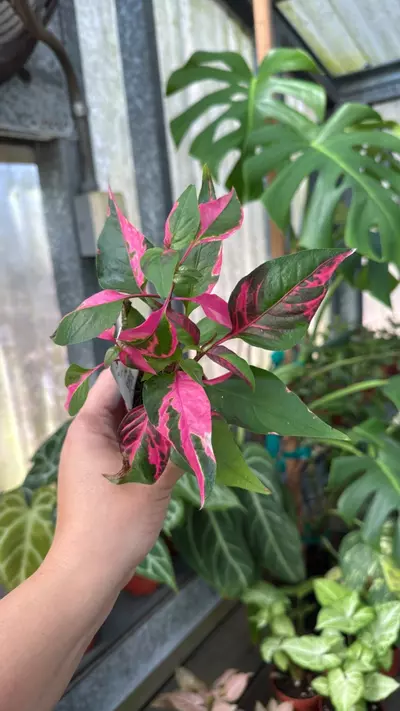 plant/340 Alternanthera Party Time-0-thumbnail