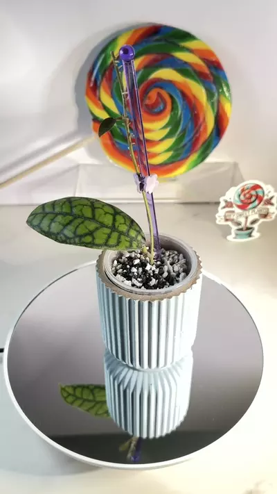 plant/🦄 Hoya Callistophylla Black Octopus 🐙-0-thumbnail