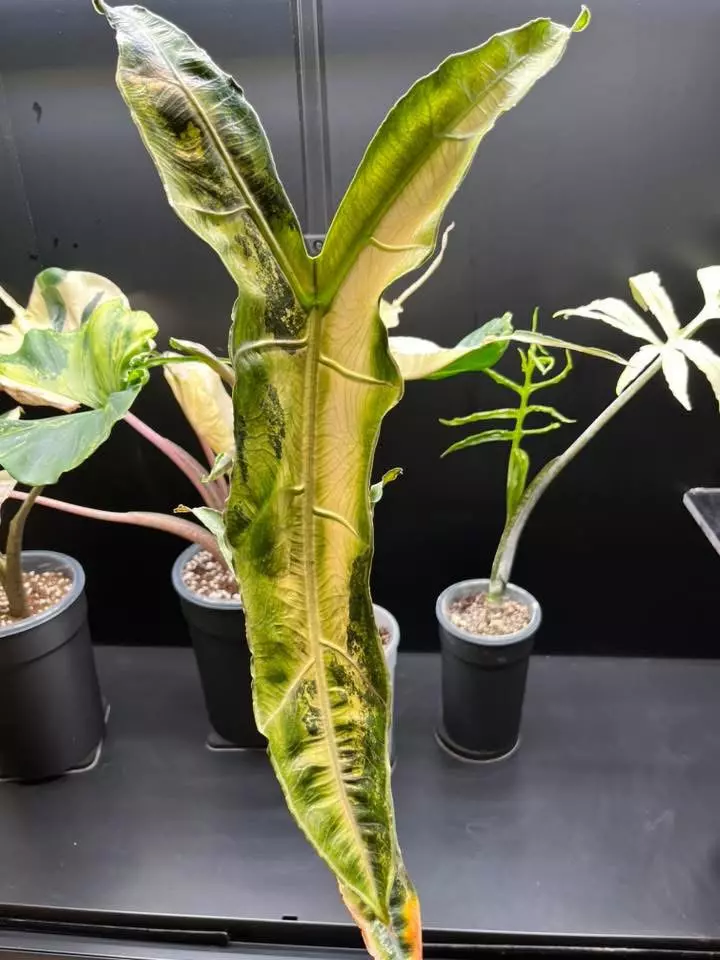 plant/Albo Pink Longiloba Sp Narrow-0