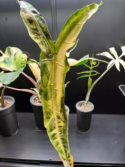 plant/Albo Pink Longiloba Sp Narrow-0-thumbnail