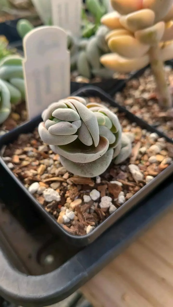 plant/Crassula alstonii 2.5" pot-1