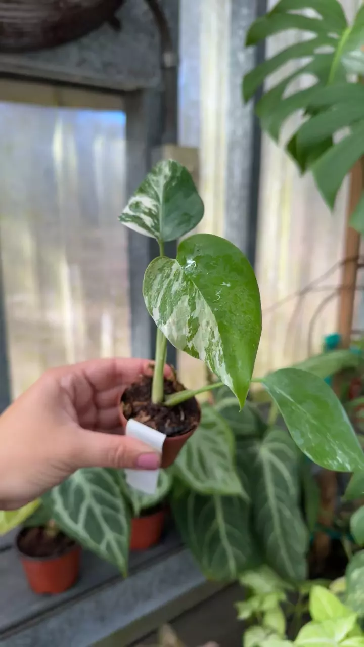 plant/335 Monstera Borsigiana Albo-1