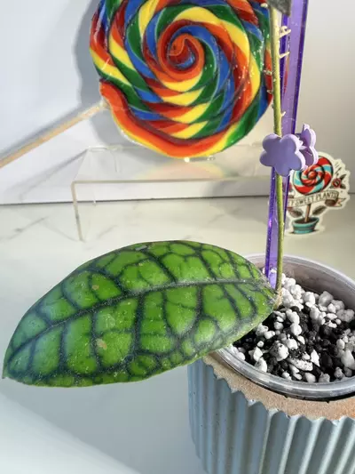 plant/🦄 Hoya Callistophylla Black Octopus 🐙-1-thumbnail