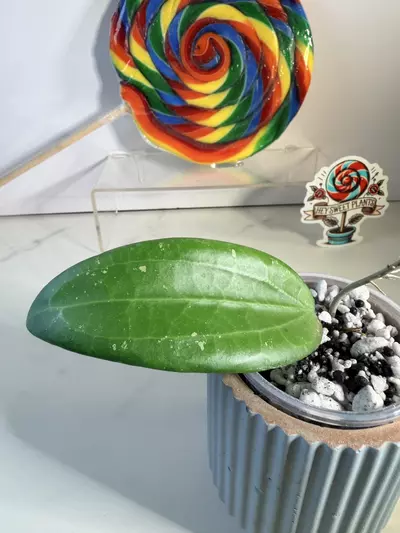 plant/Hoya Candi Crush (RHM 2053)-2-thumbnail