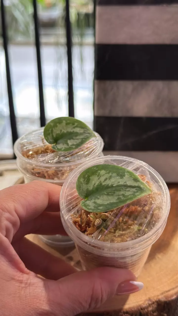 plant/NoID Rooted Starter-0