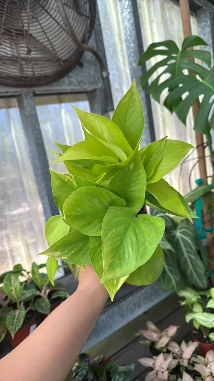 plant/332 Pothos Neon-0