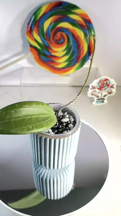 plant/Hoya Candi Crush (RHM 2053)-0-thumbnail