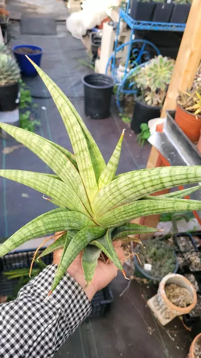 plant/Sanseveria Anastecia-2-thumbnail