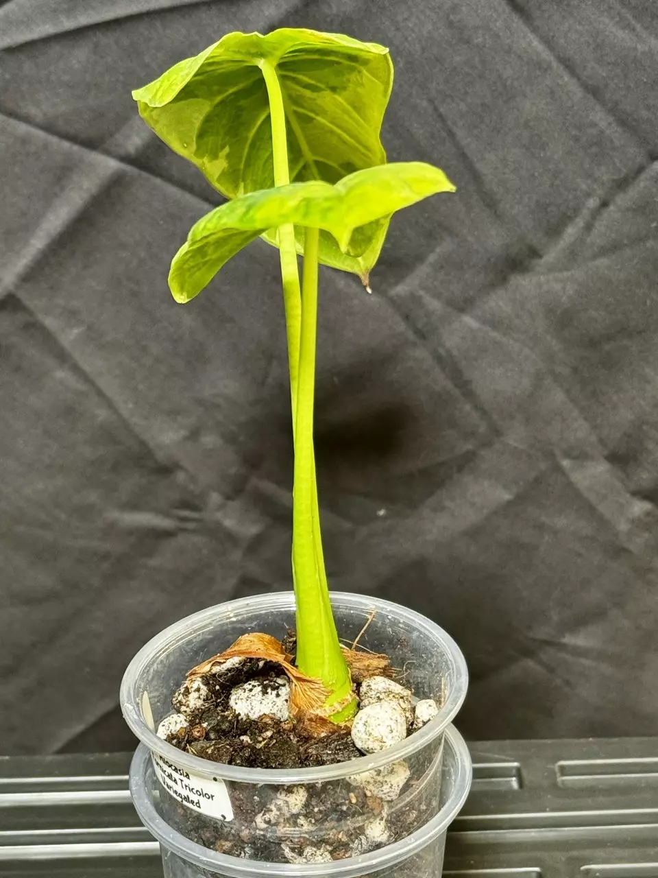 plant/Fornicata Tricolor Variegated-1