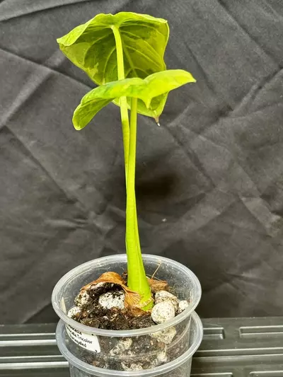 plant/Fornicata Tricolor Variegated-1-thumbnail