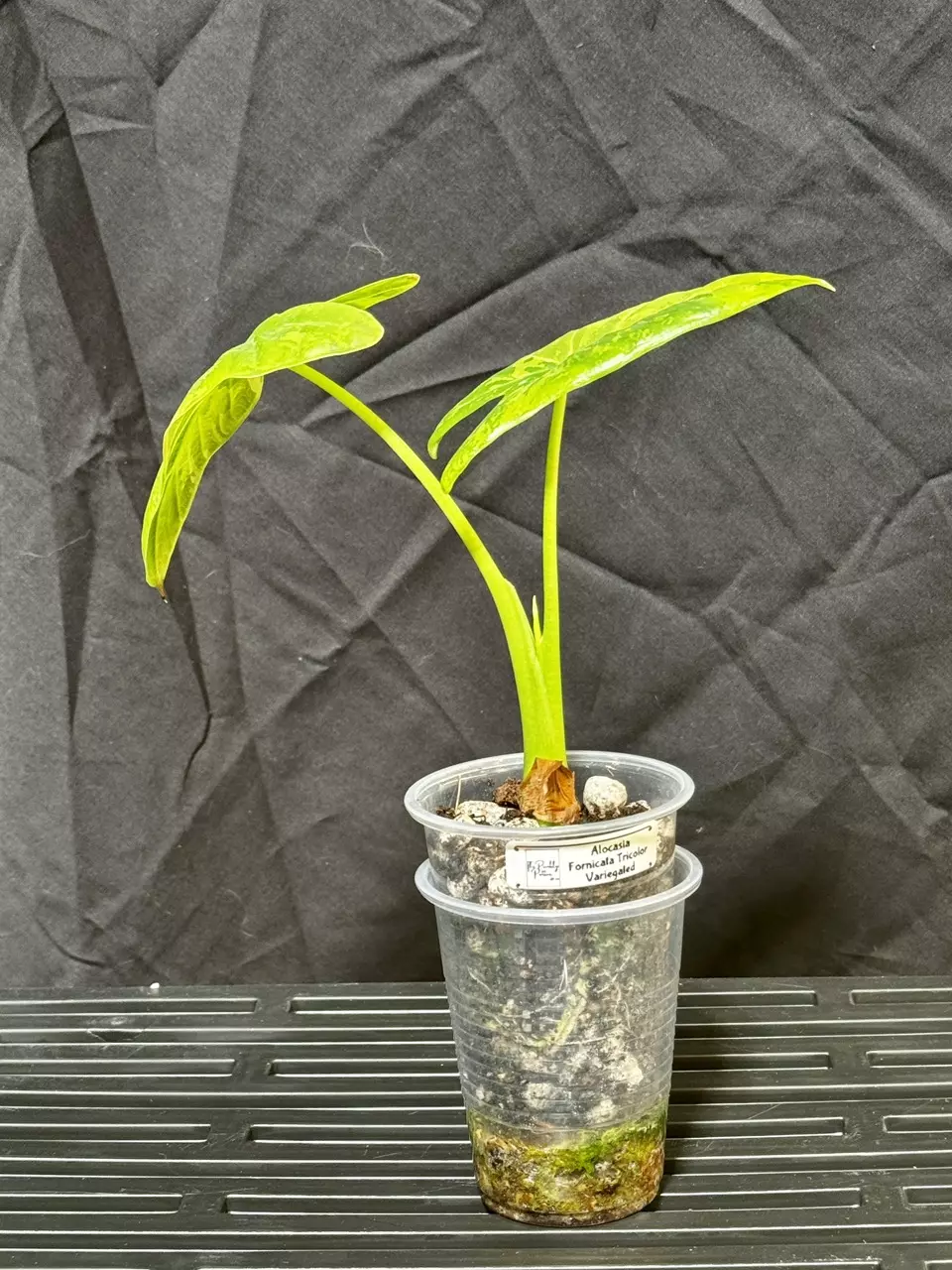 plant/Fornicata Tricolor Variegated-2