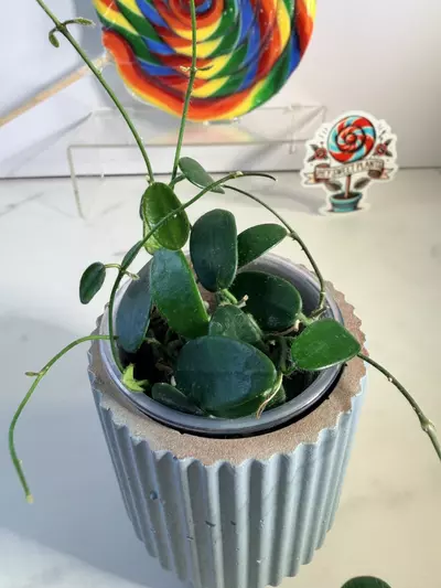 plant/Hoya spectatissima-2-thumbnail